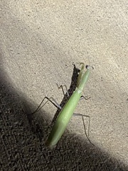 Mantis religiosa