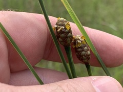Xyris louisianica