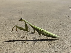 Mantis religiosa
