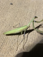 Mantis religiosa