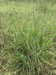 Xyris louisianica
