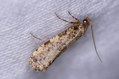 Morophaga choragella