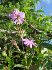 Tibouchina aspera