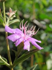 Tibouchina aspera