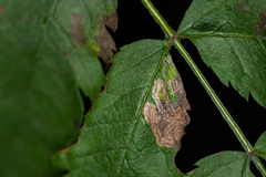 Stigmella magdalenae