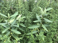Asclepias syriaca
