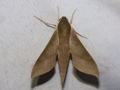 Xylophanes porcus continentalis