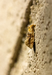Cochylis bucera