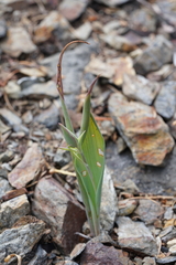 Calochortus persistens