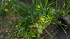 Ranunculus pensylvanicus