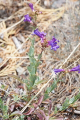 Penstemon parvulus