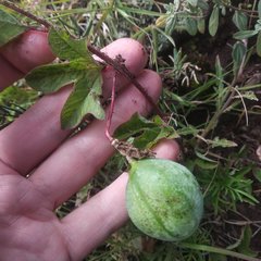 Passiflora karwinskii