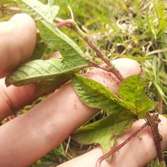 Passiflora karwinskii