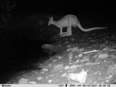 Osphranter antilopinus