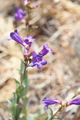 Penstemon parvulus