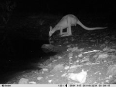 Osphranter antilopinus