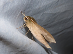 Xylophanes porcus continentalis
