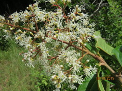 Miconia prasina