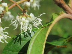Miconia prasina