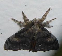 Orgyia pseudotsugata