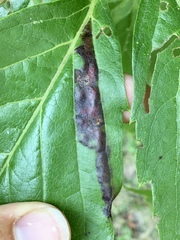 Phyllocnistis ampelopsiella