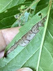 Phyllocnistis ampelopsiella