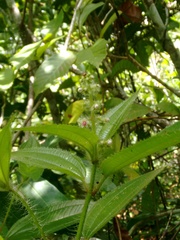 Miconia lacera