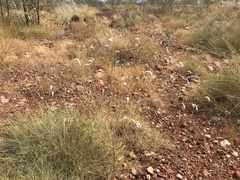 Ptilotus calostachyus