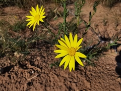 Xanthisma texanum texanum