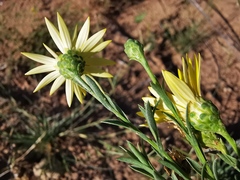 Xanthisma texanum texanum