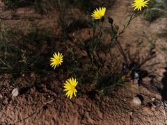 Xanthisma texanum texanum