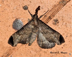 Palthis bizialis