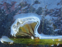 Haliclystus sanjuanensis