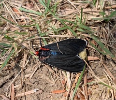 Ctenucha multifaria
