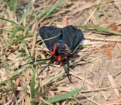 Ctenucha multifaria