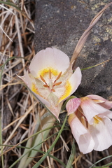 Calochortus persistens