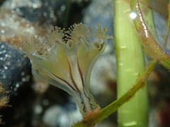 Haliclystus sanjuanensis