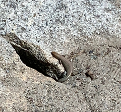 Plestiodon gilberti gilberti