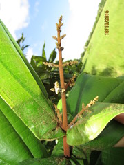 Miconia impetiolaris