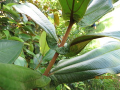 Miconia impetiolaris