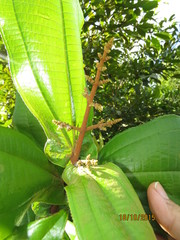 Miconia impetiolaris
