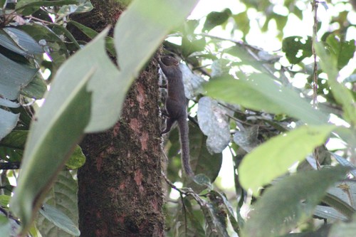 Microsciurus flaviventer