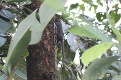 Microsciurus flaviventer
