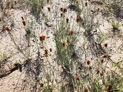 Thelesperma ambiguum