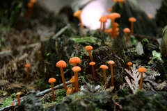 Pseudohygrocybe