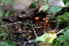 Pseudohygrocybe