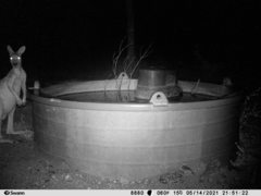 Osphranter antilopinus