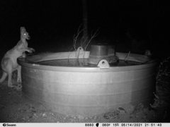 Osphranter antilopinus