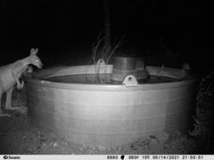 Osphranter antilopinus