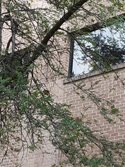 Pitangus sulphuratus